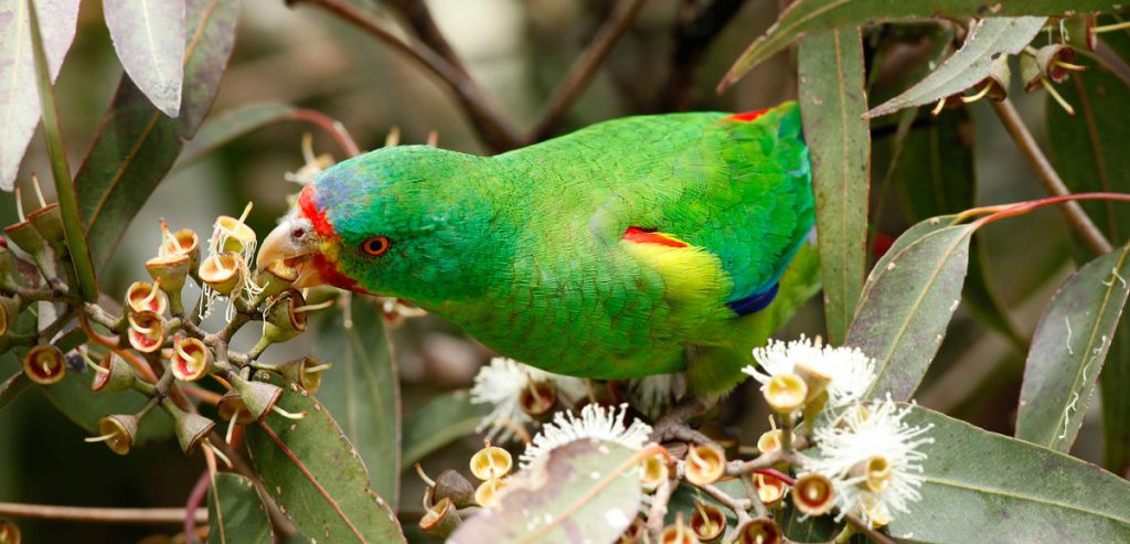 Endangered swift parrots